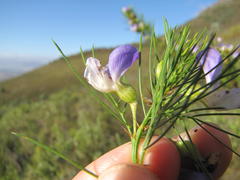 Psoralea ivumba