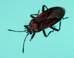 Spilostethus lemniscatus