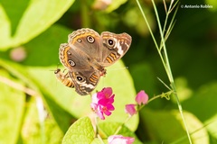 Junonia pacoma
