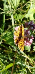 Boloria dia