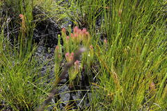 Spatalla mollis