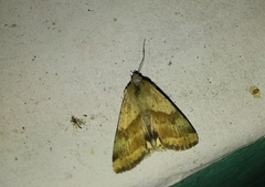 Heliothis adaucta