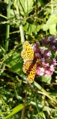 Boloria dia