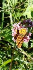 Boloria dia