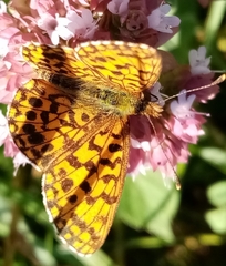 Boloria dia