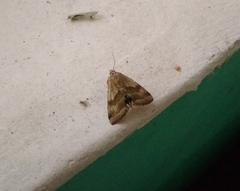 Heliothis adaucta