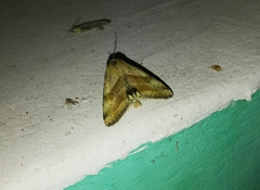 Heliothis adaucta