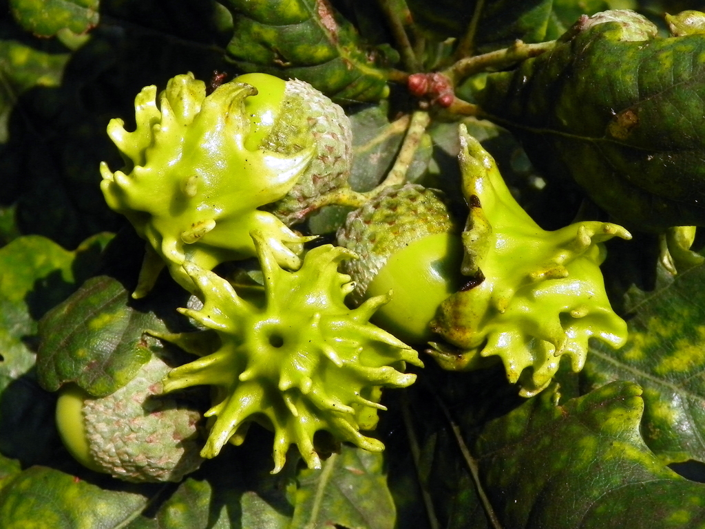 Andricus quercuscalicis f. sexual