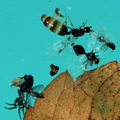 Tetramorium sericeiventre