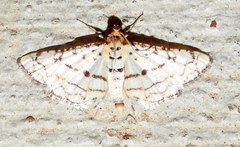Hileithia rehamalis