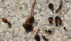 Tetramorium sericeiventre