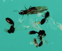 Tetramorium sericeiventre