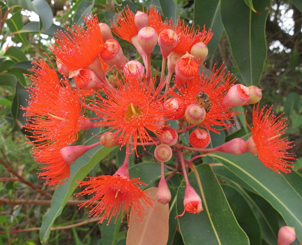 Red Flowering Gum! Native to Australia, Corymbia ficifolia is one of the  most widely planted trees in the broader Eucalyptus family. In 1