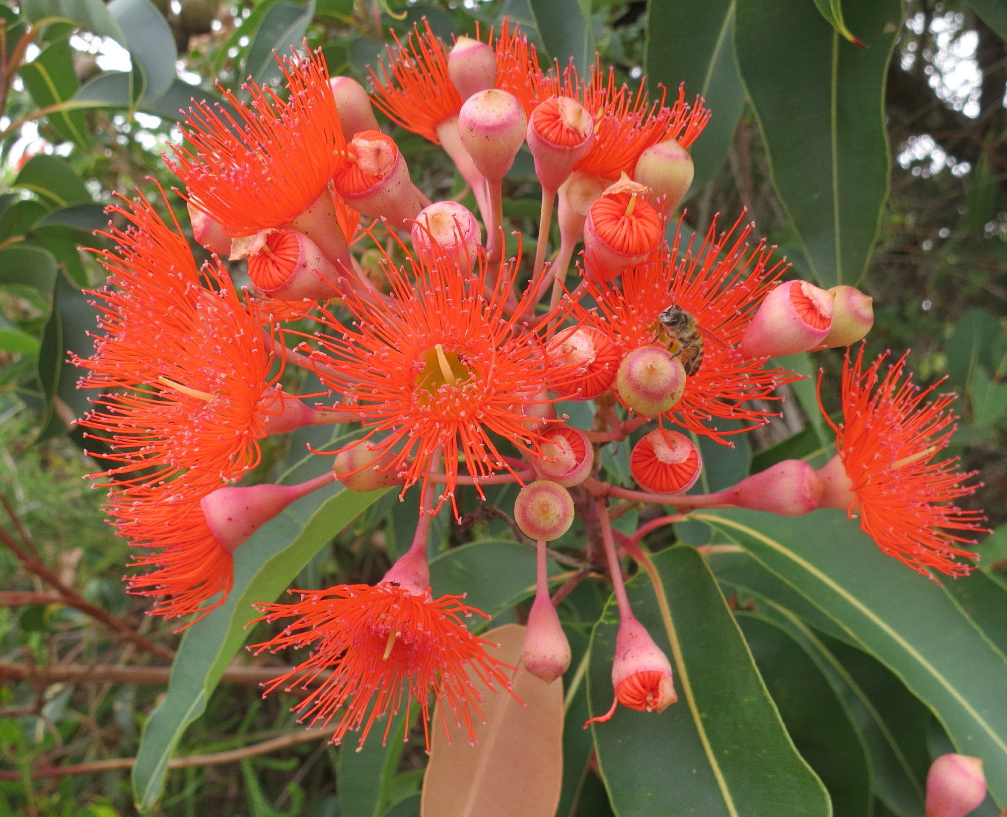 Floral Friday : red flowering gum – nowathome