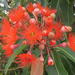 Red-flowering Gum - Photo no rights reserved, uploaded by Di Turner