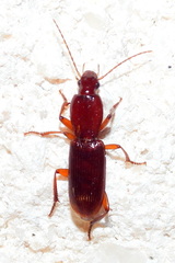 Stenomorphus californicus