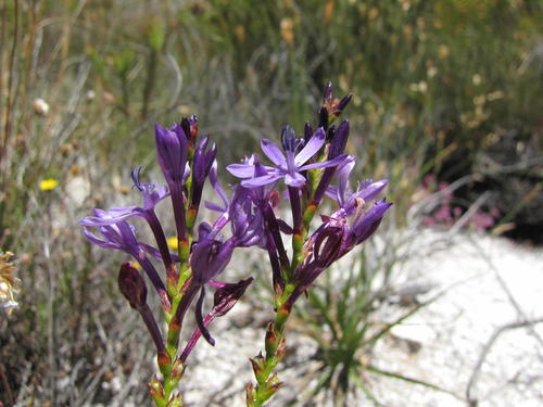 Bokkeveld Summerpipe (Thereianthus intermedius)