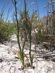 Thereianthus intermedius