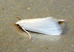 Leptosteges vestaliella