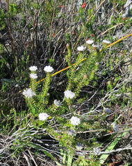 Phylica curvifolia