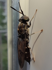 Hermetia illucens