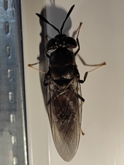 Hermetia illucens