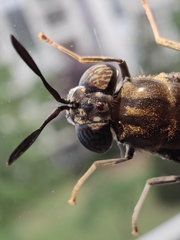 Hermetia illucens
