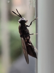 Hermetia illucens