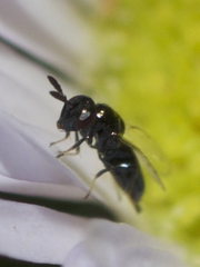 Macroglenes