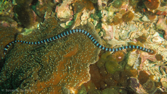 Laticauda laticaudata