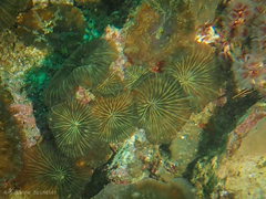 Discosoma nummiforme