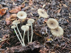 Entoloma watsonii