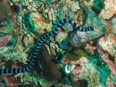 Laticauda laticaudata