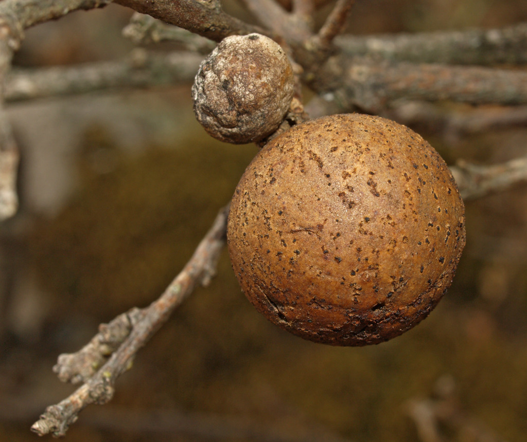 Oak Marble Gall Wasp (London’s Animals) · iNaturalist