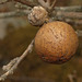 Oak Marble Gall Wasp - Photo (c) Luis Fernández García, some rights reserved (CC BY-SA)