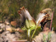 Phaneroglossa bolusii