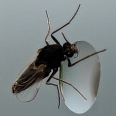 Chironomidae