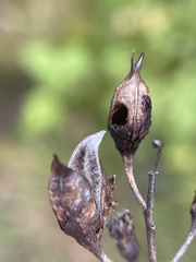Pyrrhia aurantiago