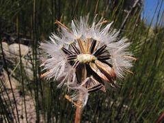 Phaneroglossa bolusii