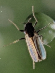 Chironomidae