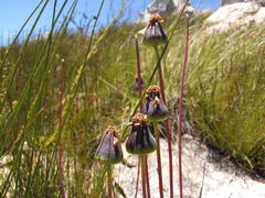 Phaneroglossa bolusii