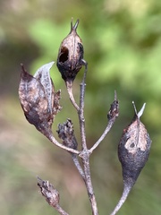 Pyrrhia aurantiago