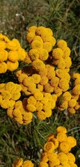 Tanacetum vulgare