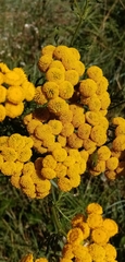 Tanacetum vulgare