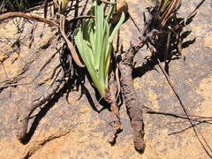 Phaneroglossa bolusii