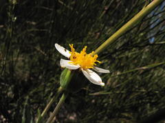 Phaneroglossa bolusii
