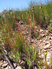 Phaneroglossa bolusii