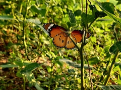 Danaus chrysippus