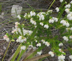 Erica formosa