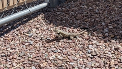 Sceloporus bimaculosus